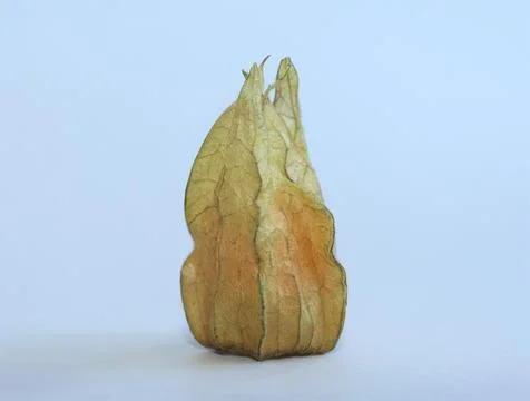 Isolated closed physalis fruit close-up on a light background. Stock Photos