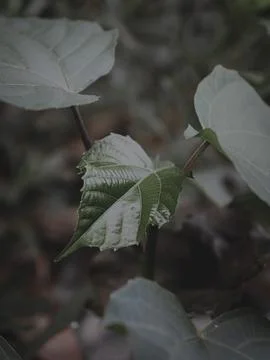 Isolated Closeup of a Budding leaf. Stock Photos