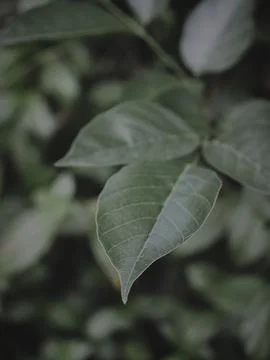 Isolated Closeup of a leaf tip. Stock Photos