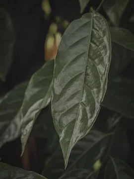 Isolated Closeup of a shiny Leaf. Stock Photos