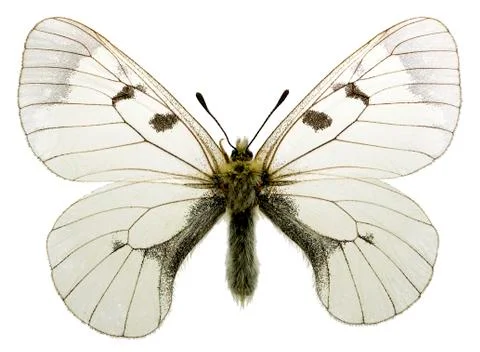 Isolated Clouded Apollo Stock Photos