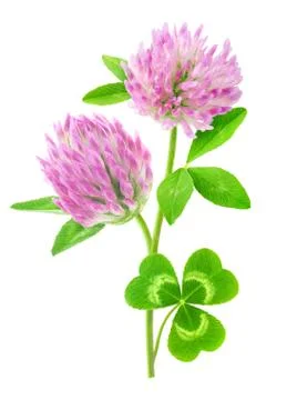 Isolated clover flower Foto stock