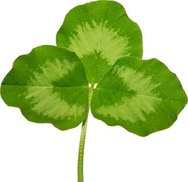 Isolated clover leaf on white background. Foto stock
