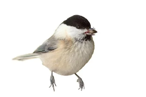 Isolated coal tit Stock Photos