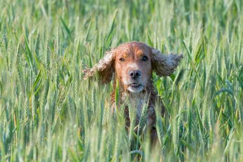 Isolated cocker spaniel running to you in grass background Stock Photos