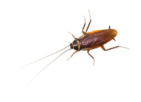 Isolated cockroach on white background Fotos Stock