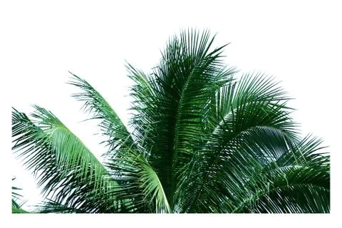 Isolated coconut leaf on a white background. Stock Photos