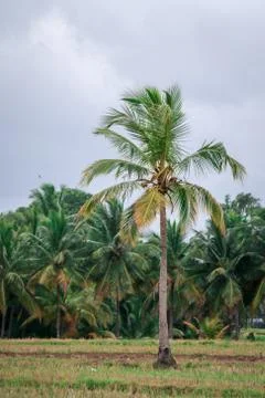Isolated Coconut Tree Stock Photos