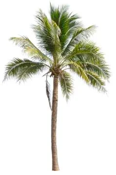 Isolated coconut trees on a white background with clipping path. Stock Photos