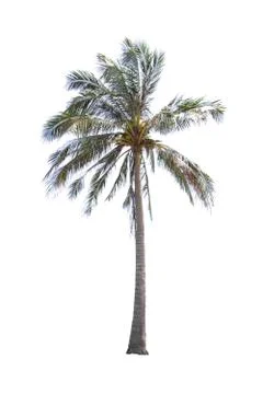 Isolated coconut trees on a white background with clipping path. Stock Photos