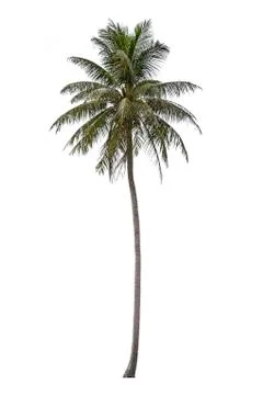 Isolated coconut trees on a white background with clipping path. Stock Photos