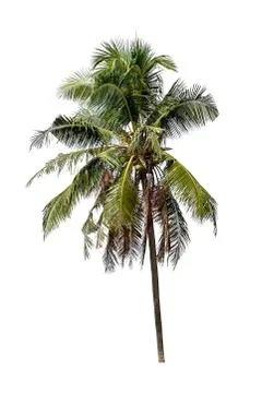 Isolated coconut trees on a white background with clipping path. Stock Photos