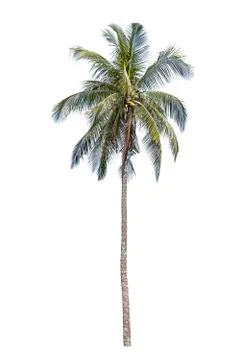 Isolated coconut trees on a white background with clipping path. Stock Photos