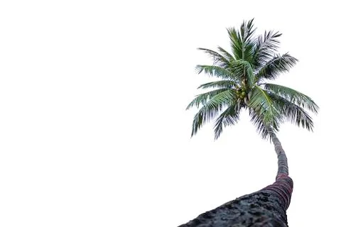 Isolated coconut trees on a white background with clipping path. Stock Photos