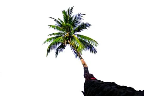 Isolated coconut trees on a white background with clipping path. Stock Photos