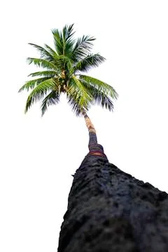 Isolated coconut trees on a white background with clipping path. Stock Photos