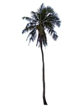 Isolated coconut trees on a white background with clipping path. Foto stock