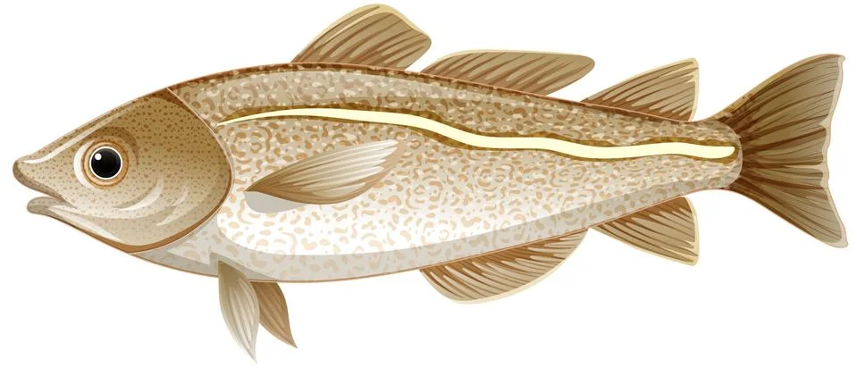 Isolated cod fish on white background Stock Illustration