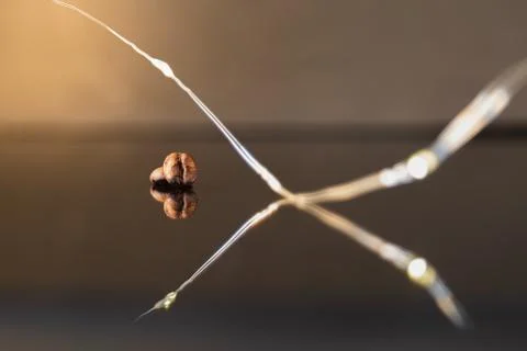 Isolated coffee beans reflected on surface for luxury sensation. Stock Photos