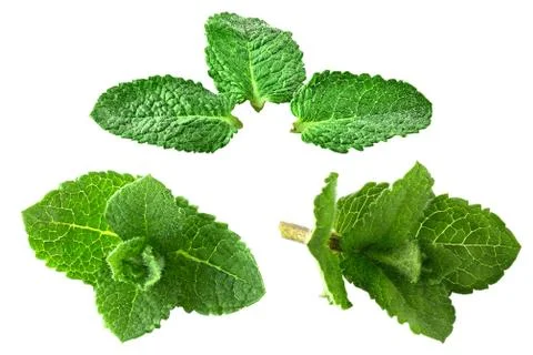 Isolated collection fresh mint Stock Photos