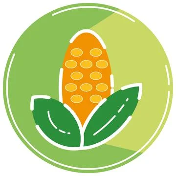Isolated colored corn icon Flat design Vector Stock Illustration