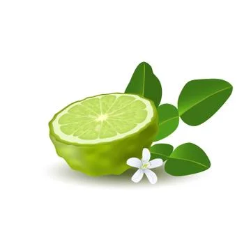 Isolated colored green half of juicy bergamot, kaffir lime with green leaves, Stock Illustration