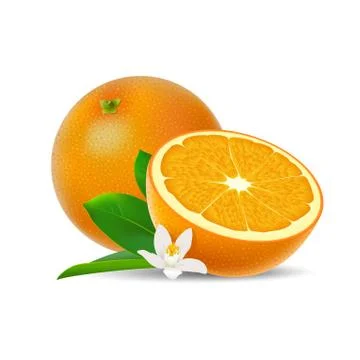 Isolated colored group of orange, half and whole juicy fruit with white flowe Stock Illustration