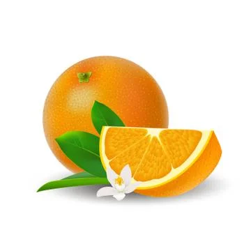 Isolated colored group of orange, slice and whole juicy fruit with white flow Illustrazione stock