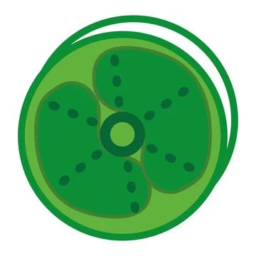 Isolated colored lime sketch icon Vector Stock Illustration