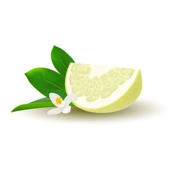 Isolated colored yellow slice of juicy pomelo with green leaves, white flower Stock Illustration