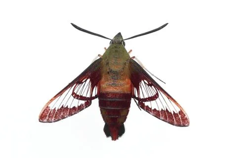 Isolated common clearwing moth Stock Photos