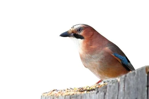 Isolated common jay on stump ( Garrulus glandarius ) Foto stock