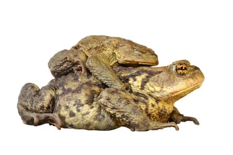 Isolated common toads mating Stock Photos