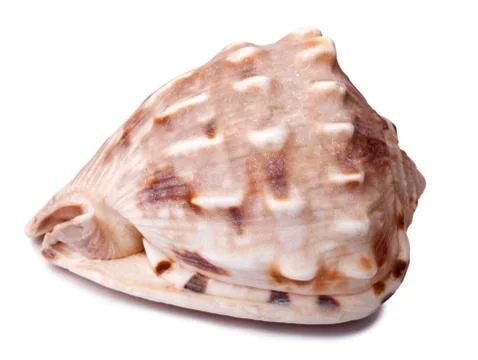 Isolated conch shell Stock Photos