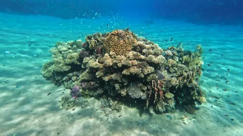 Isolated coral head surrounded by small tropical colorful fish on sandy seabed Stock Footage 325942001