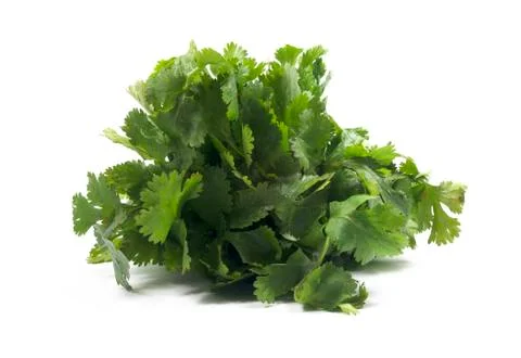 Isolated Coriander Fotos de archivo