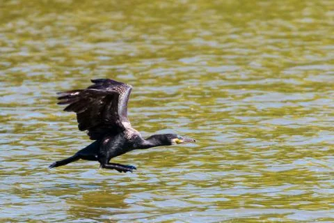 Isolated cormorant Stock Photos