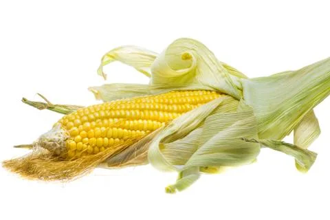 Isolated of corn Stock Photos