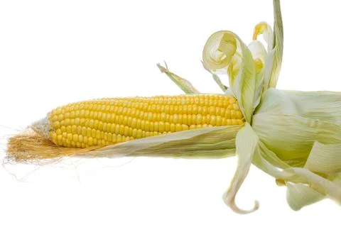 Isolated of corn Stock Photos