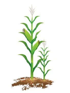 Isolated corn plant vector design Stock Illustration