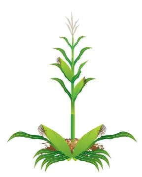 Isolated corn plant vector design Stock Illustration