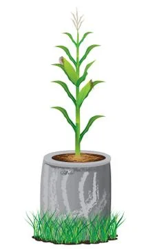 Isolated corn plant on white background vector design Stock Illustration