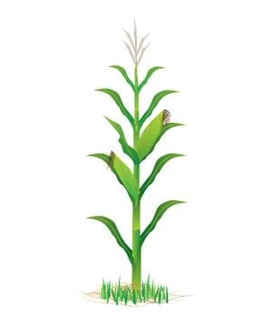 Isolated corn plant on white background vector design Stock Illustration