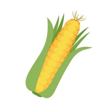 Isolated corncob icon. The vegetable icon is a vector illustration. Stock Illustration