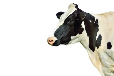 Isolated cow Foto stock