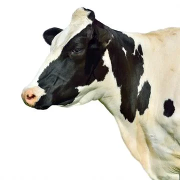 Isolated cow Foto stock