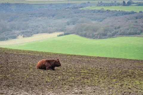 Isolated cow Stock Photos