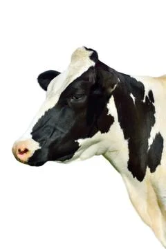 Isolated cow on white Foto stock