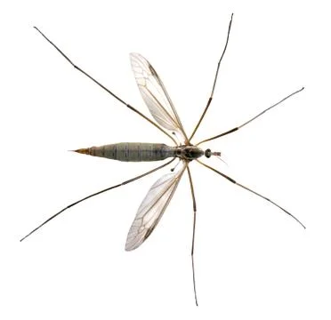 Isolated crane fly Stock Photos
