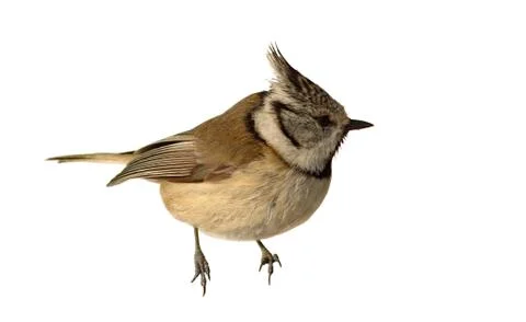 Isolated crested tit Stock Photos